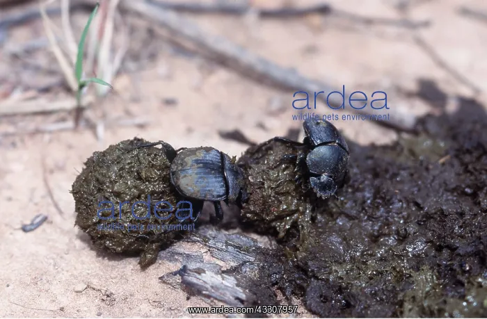 : DUNG / Scarab BEETLE - x2 and dung : DUNG / Scarab BEETLE - x2 and dung