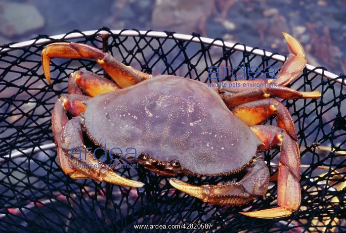 : Dungeness CRAB - in net, edible : Dungeness CRAB - in net, edible