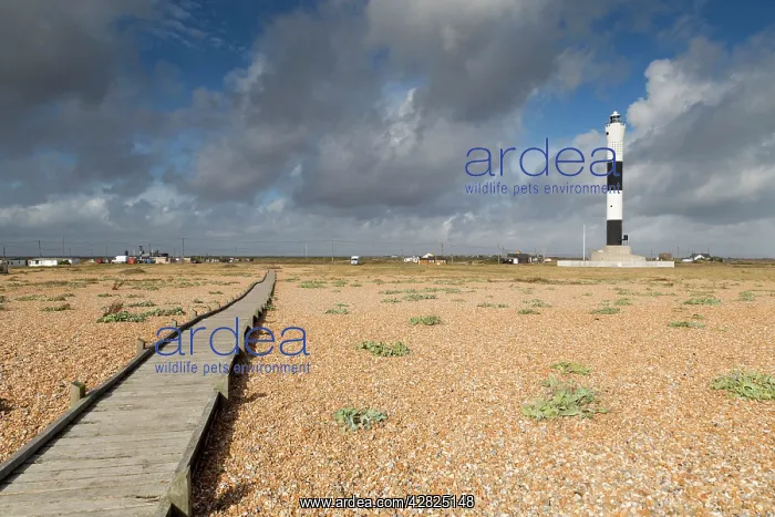 : Dungeness - Lighthouse - Beach - board walk : Dungeness - Lighthouse - Beach - board walk