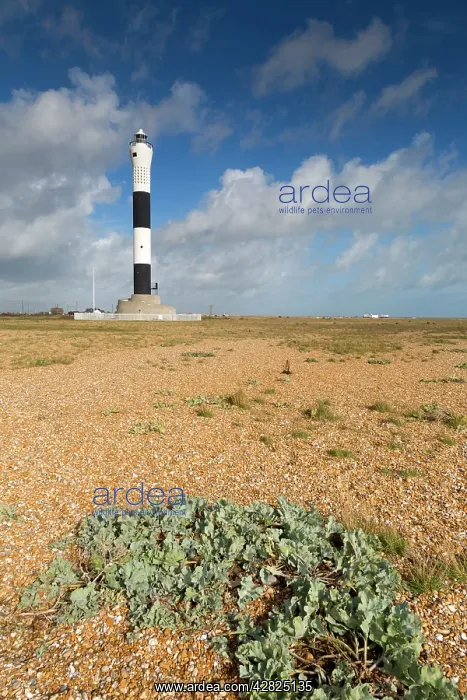 : Dungeness - Lighthouse - Beach - sea kale in foreground : Dungeness - Lighthouse - Beach - sea kale in foreground