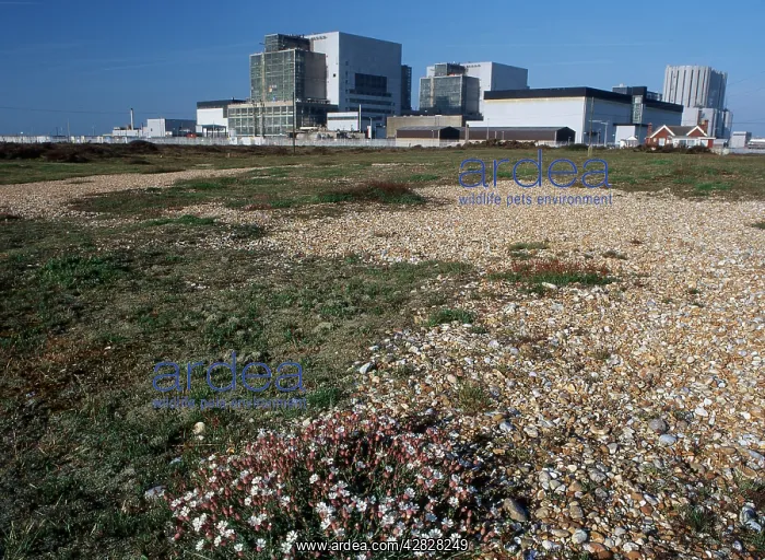 : Dungeness Power Station - and Sea Campion : Dungeness Power Station - and Sea Campion