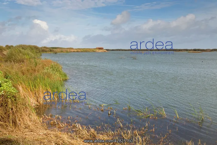 : Dungeness RSPB Reserve : Dungeness RSPB Reserve
