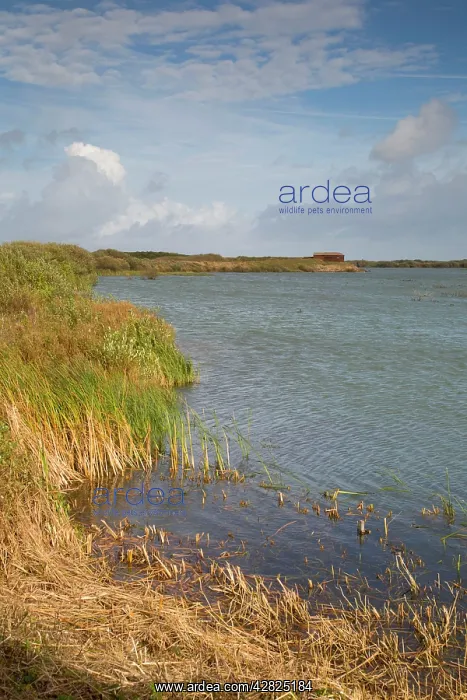 : Dungeness RSPB Reserve : Dungeness RSPB Reserve