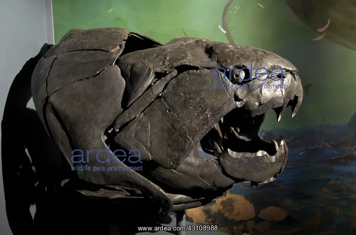 : Dunkleosteus, a Devonian Fish : Dunkleosteus, a Devonian Fish