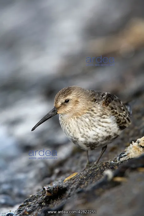: Dunlin (Calidris alpina). Hayle estuary - Cornwall - UK : Dunlin (Calidris alpina). Hayle estuary - Cornwall - UK