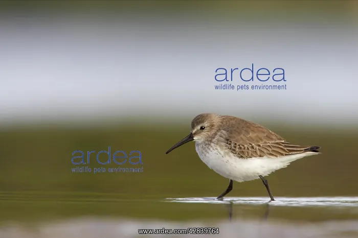: Dunlin (Calidris alpina). Estero Lagoon, florida, USA : Dunlin (Calidris alpina). Estero Lagoon, florida, USA