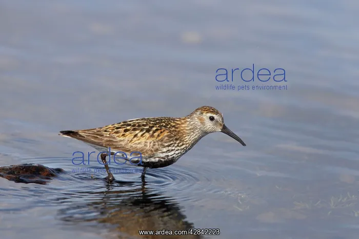 : Dunlin (Calidris alpina). Loch of Funzie, Fetlar RSPB Reserve, Shetland, UK : Dunlin (Calidris alpina). Loch of Funzie, Fetlar RSPB Reserve, Shetland, UK