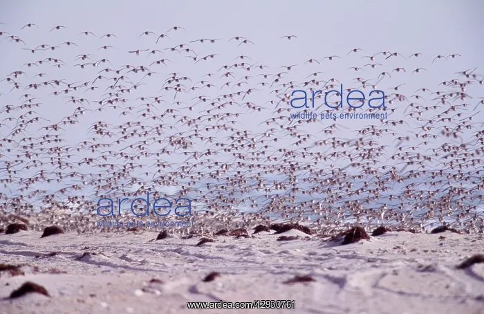 : Dunlin (Calidris alpina). Jones Beach, NY, in winter : Dunlin (Calidris alpina). Jones Beach, NY, in winter