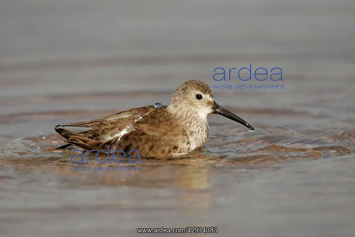  : Dunlin (Calidris alpina)