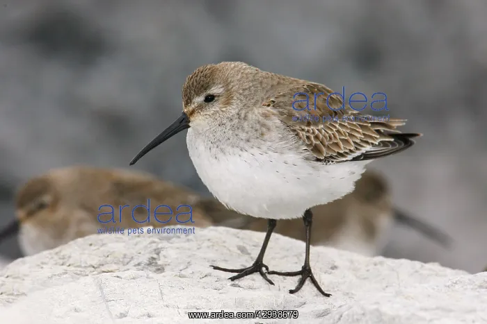  : Dunlin (Calidris alpina). USA