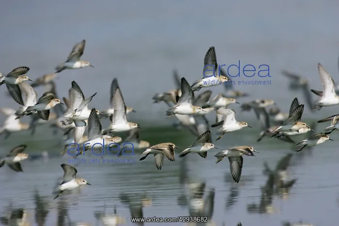  : Dunlin (Calidris alpina). USA