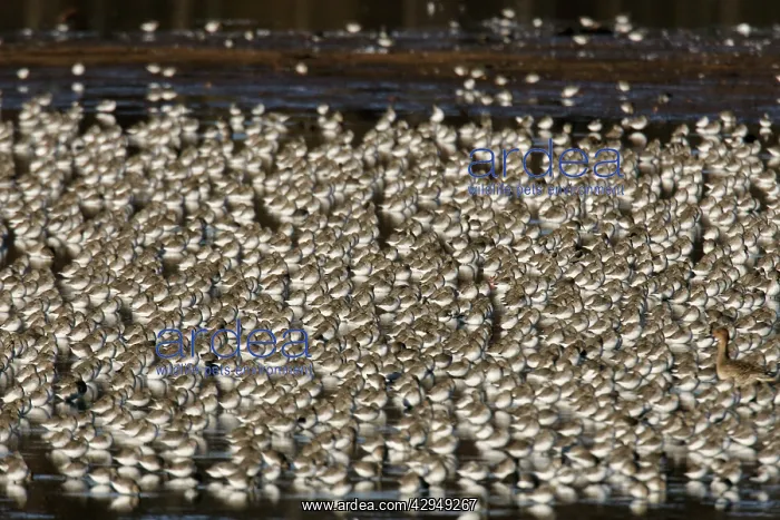 : Dunlin (Carlidris alpina). Bombay Hook National Wildlife Refuge, DE, USA : Dunlin (Carlidris alpina). Bombay Hook National Wildlife Refuge, DE, USA