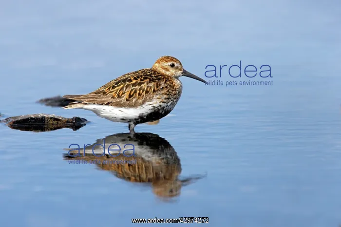 : Dunlin (Calidris alpina). Loch of Funzie - Fetlar RSPB Reserve - Shetland - UK : Dunlin (Calidris alpina). Loch of Funzie - Fetlar RSPB Reserve - Shetland - UK