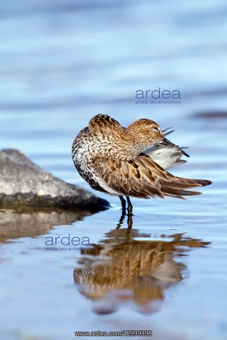 : Dunlin preening - in breeding plumage, summer - UK : Dunlin preening - in breeding plumage, summer - UK