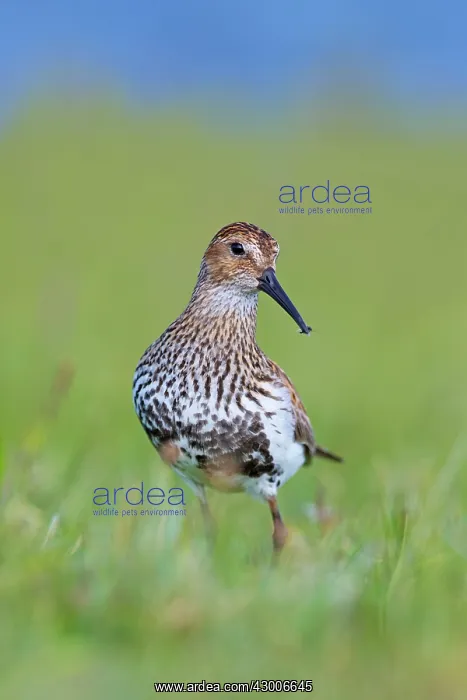 : Dunlin (Calidris alpina). with insect prey - Shetland, UK : Dunlin (Calidris alpina). with insect prey - Shetland, UK