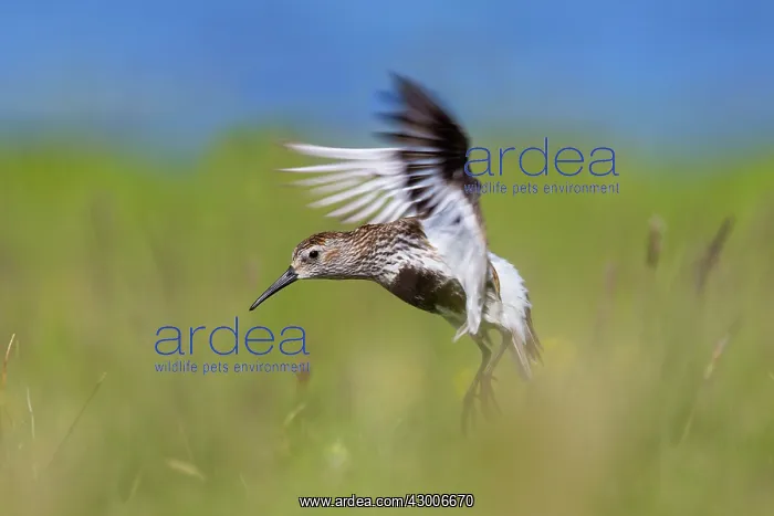 : Dunlin (Calidris alpina). in flight - Shetland, UK : Dunlin (Calidris alpina). in flight - Shetland, UK