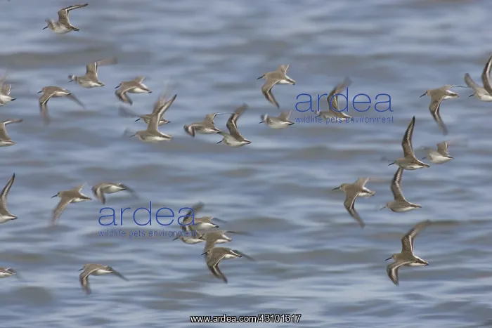 : Dunlin, (Calidris alpina), Barnegat State Park, N.J : Dunlin, (Calidris alpina), Barnegat State Park, N.J