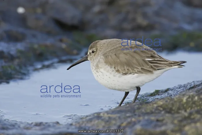 : Dunlin, (Calidris alpina), Barnegat State Park, N.J : Dunlin, (Calidris alpina), Barnegat State Park, N.J