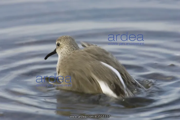 : Dunlin, (Calidris alpina), Barnegat State Park, N.J : Dunlin, (Calidris alpina), Barnegat State Park, N.J