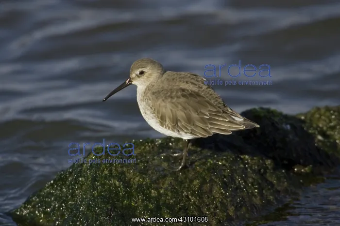 : Dunlin, (Calidris alpina), Barnegat State Park, N.J : Dunlin, (Calidris alpina), Barnegat State Park, N.J