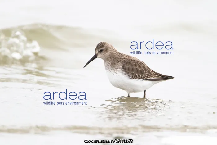 : Dunlin (Calidris alpina) foraging in water inwinter : Dunlin (Calidris alpina) foraging in water inwinter