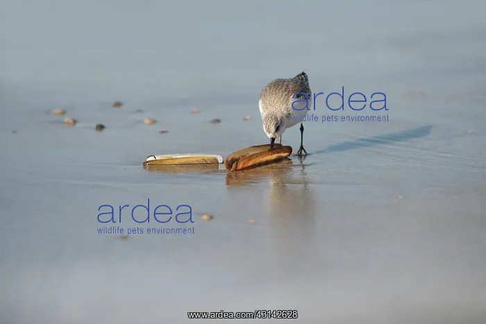 : Dunlin (Calidris alphina) eating Razor Shell (Ansisi laqua minor) : Dunlin (Calidris alphina) eating Razor Shell (Ansisi laqua minor)
