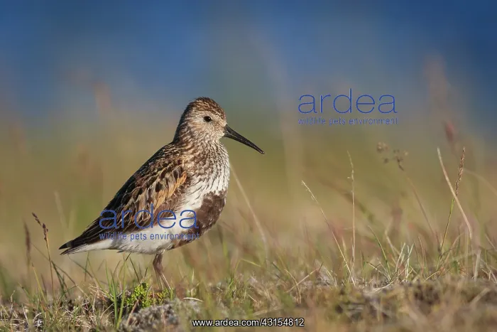 : Dunlin. Close up image of a Dunlin (Calidris alpina) in tundra vegetation : Dunlin. Close up image of a Dunlin (Calidris alpina) in tundra vegetation
