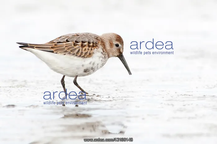: Dunlin(Calidris alpina) foraging on mudflat : Dunlin(Calidris alpina) foraging on mudflat