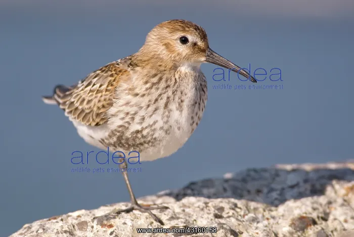 : Dunlin(Calidris alpina) resting on rock : Dunlin(Calidris alpina) resting on rock