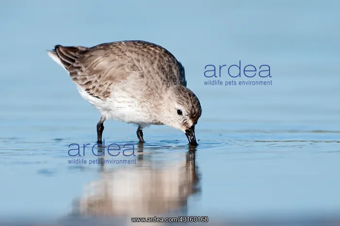 : Dunlin(Calidris alpina) foraging on mudflat : Dunlin(Calidris alpina) foraging on mudflat