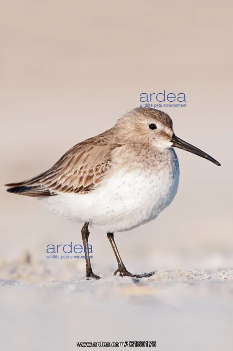 : Dunlin (Calidris alpina) resting on beach : Dunlin (Calidris alpina) resting on beach