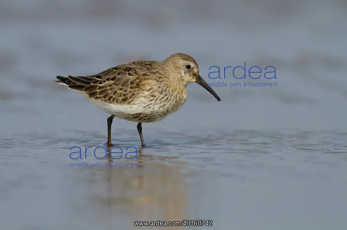 : Dunlin (Calidris alpina) resting on seashore, The Netherlands : Dunlin (Calidris alpina) resting on seashore, The Netherlands