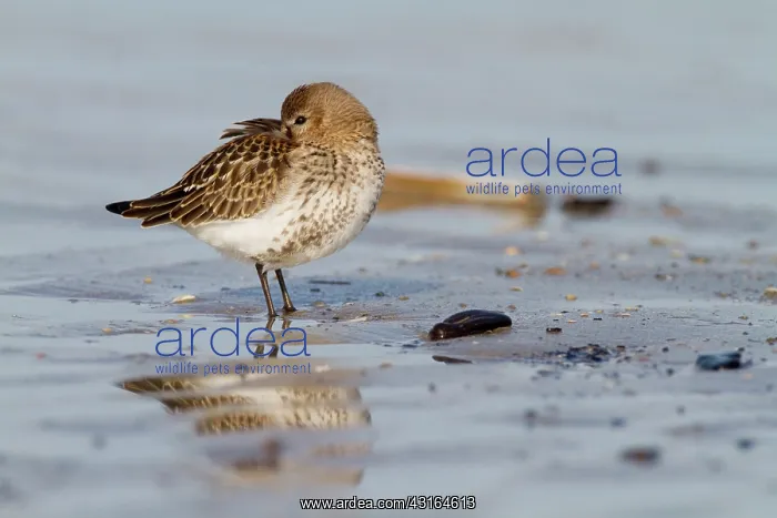 : Dunlin (Calidris alpina) resting on shoreline, The Netherlands, Noord-Holland : Dunlin (Calidris alpina) resting on shoreline, The Netherlands, Noord-Holland