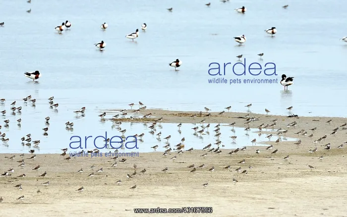 : Dunlin. Groups of Ringed Plover (Charadrius hiaticula) and Dunlin : Dunlin. Groups of Ringed Plover (Charadrius hiaticula) and Dunlin