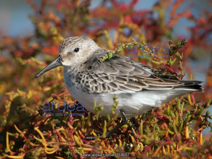 : Dunlin. Close up of Dunlin (Calidris alpina) in vegetation : Dunlin. Close up of Dunlin (Calidris alpina) in vegetation