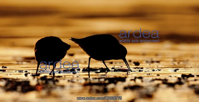 : Dunlin (Calidris alpina) two birds foraging on the beach at sunset : Dunlin (Calidris alpina) two birds foraging on the beach at sunset