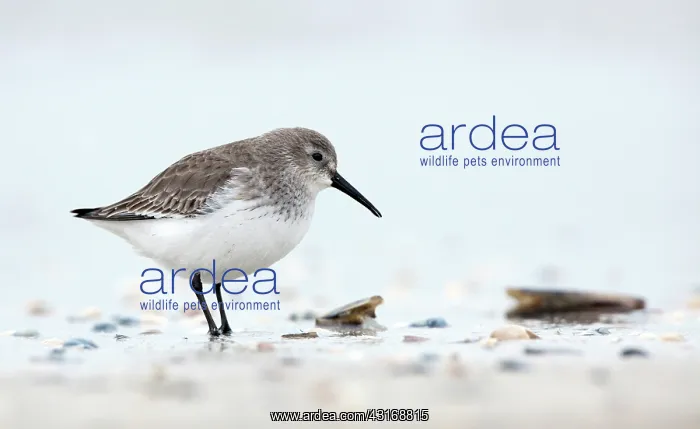 : Dunlin (Calidris alpina) in winter plumage, Scheveningen : Dunlin (Calidris alpina) in winter plumage, Scheveningen