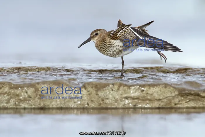 : Dunlin (Calidris alpina) juvenile stretching on limestone plate : Dunlin (Calidris alpina) juvenile stretching on limestone plate