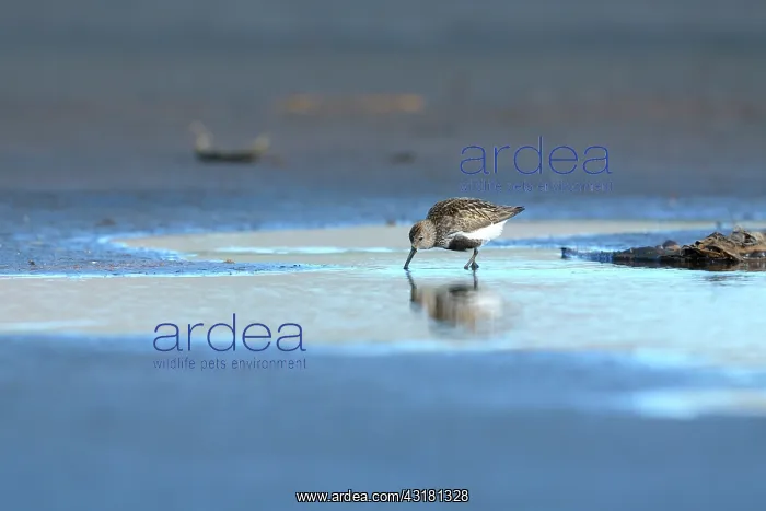 : Dunlin (Calidris alpina) foraging in a tidal pool : Dunlin (Calidris alpina) foraging in a tidal pool