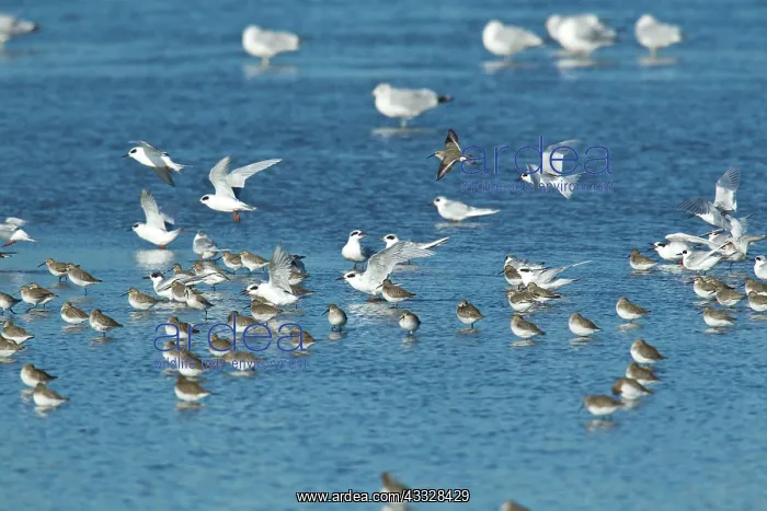 : Dunlin. Forsters Terns(Sterna forsteri) landing in flock of Dunlin : Dunlin. Forsters Terns(Sterna forsteri) landing in flock of Dunlin