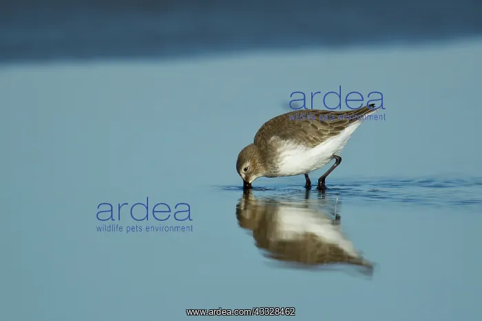: Dunlin (Calidris alpina) foraging : Dunlin (Calidris alpina) foraging
