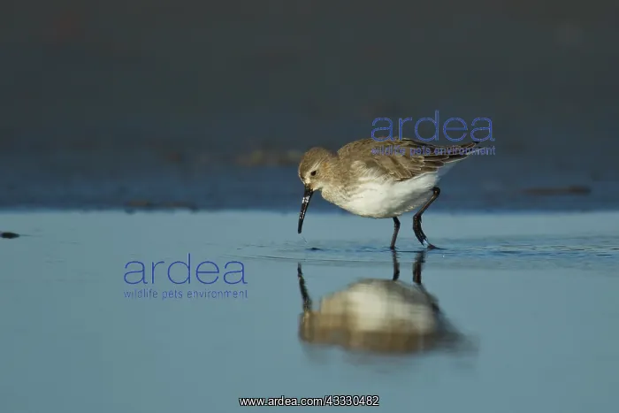 : Dunlin (Calidris alpina) foraging in shallow water : Dunlin (Calidris alpina) foraging in shallow water