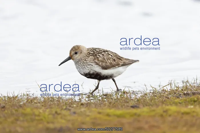 : Dunlin - adult bird in breeding plumage - Norway : Dunlin - adult bird in breeding plumage - Norway