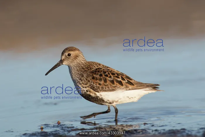 : Dunlin - adult bird in breeding plumage - Germany : Dunlin - adult bird in breeding plumage - Germany