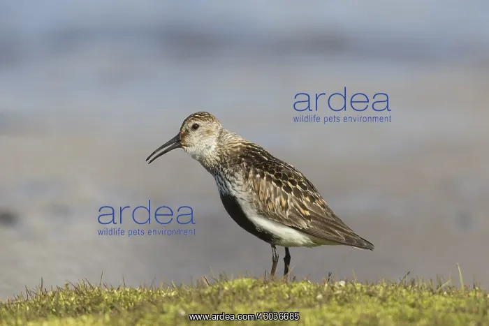  : Dunlin - adult bird in breeding plumage - Svalbard, Norway