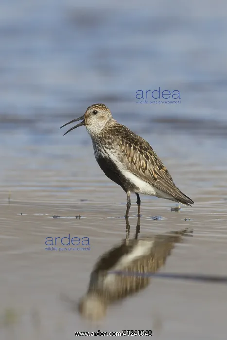 : Dunlin - adult bird in breeding plumage - Svalbard, Norway : Dunlin - adult bird in breeding plumage - Svalbard, Norway