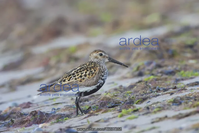 : Dunlin - adult bird in breeding plumage - Sweden : Dunlin - adult bird in breeding plumage - Sweden