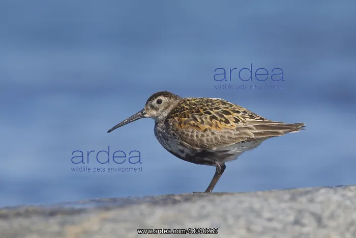  : Dunlin - adult bird resting on stone - Sweden