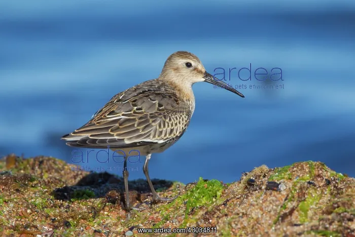  : Dunlin adult bird Sweden