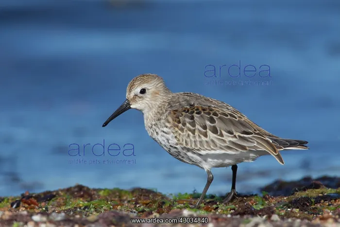  : Dunlin adult bird Sweden